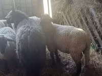 Schaf, Ile-de-France sheep — Foto 3