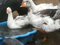 Geese — zdjęcie 1