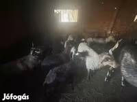 Ovce, Cameroon sheep — foto 2