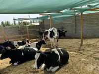 گاو ماده, Russian Black pied cattle — عکس 2