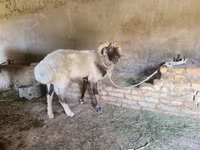 Beran, Rhon sheep — foto 4
