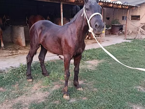 Horse (M), Horses — Uzbekistan