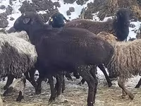 Beran, Hissar sheep — foto 1