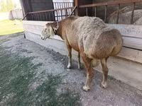 Widder, Arashan sheep — Foto 7