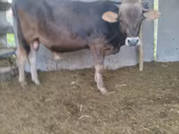 گاو نر, Swiss cattle — عکس 1
