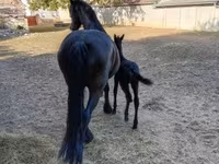 Klisna, Friesian — foto 5