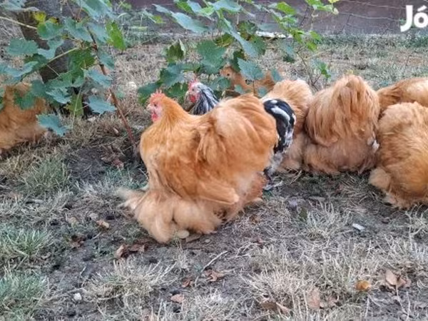 ペキン・バンタム