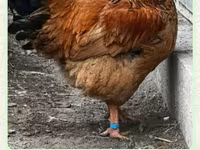 Chickens — fotografija 2
