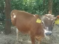 Krava, Jersey plemeno — foto 5