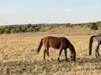 母马, Horses — 照片 3