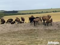 Oi (lot, sex nespecificat), Cameroon sheep — foto 4