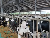 ላም, Holstein breed — ፎቶ 4