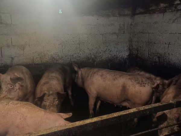 Sow, Pigs