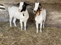 母山羊, Boer goat — 照片 8