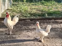 Chickens — 사진 1