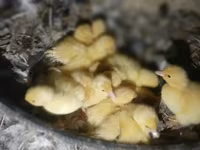Ducks — sawirka 1