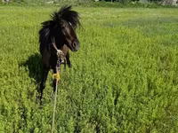 Cavalo, American shetland pony — foto 6