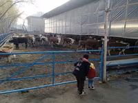 Goveda (partija, pol nije naveden), Simmental cattle — fotografija 2