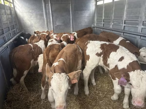 황소, Simmental cattle