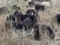 Pecora, Racka sheep — foto 3