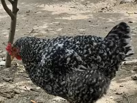 Chickens — foto 4