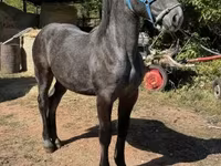 Stute, Percheron — Foto 3