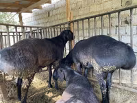 كبش, Hissar sheep — الصورة 4