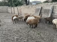 Beran, Ovce — foto 1