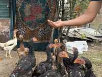 Chickens — zdjęcie 6