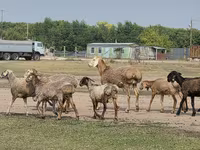 แกะตัวผู้, Hissar sheep — รูปภาพ 8