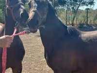 Klisna, Nonius horse — foto 7