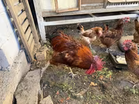 تھائی گیم — تصویر 8