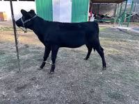گاو ماده, گاو — عکس 1