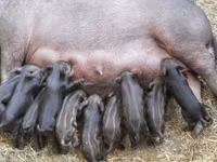 Babi jantan, Pigs — foto 6
