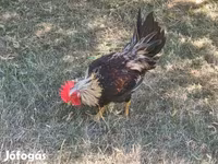 Chickens — foto 3