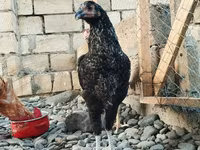 Chickens — عکس 3