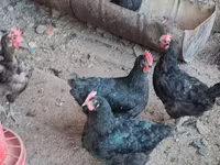 Chickens — foto 1