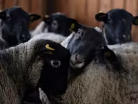 Oaie, Dorper sheep — foto 2