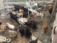 Chickens — Foto 7