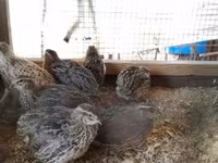 Quails — تصویر 5