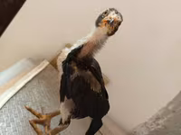 Chickens — Foto 4