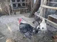 Turkeys — 照片 4