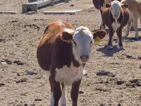 گاو ماده, Latvian Blue cattle — عکس 4