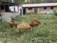 Berbec, Arashan sheep — foto 6