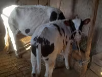 Touro, Russian Black pied cattle — foto 7