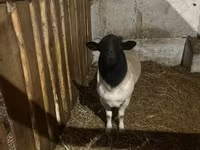 แกะตัวเมีย, Dorper sheep — รูปภาพ 2