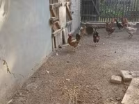 Chickens — sawirka 3