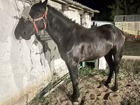 اسب نر, اسب — عکس 2