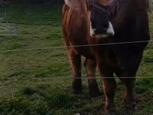 Cattle