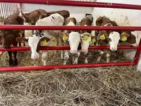 گاو و گوساله (گروه، جنسیت مشخص نشده), Simmental cattle — عکس 1